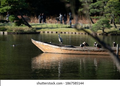 Water birds on a wooden fishing boat.