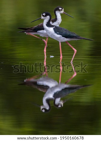 Similar – Image, Stock Photo bird Beautiful Ocean