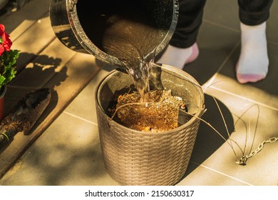 Water From A Black Bucket Pours Onto The Dry Soil Of A Flower Pot, Raising Small Dust Particles Into The Air, Sparkling In The Rays Of The Morning Sun. Spring Planting Flowers On The Terrace