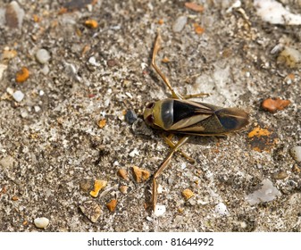 Water Boatman On Path