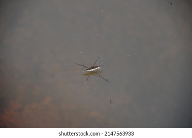 Water Boatman On Surface Of Water