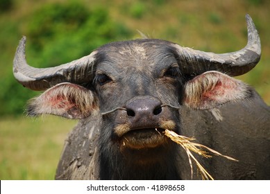 Water Buffalo