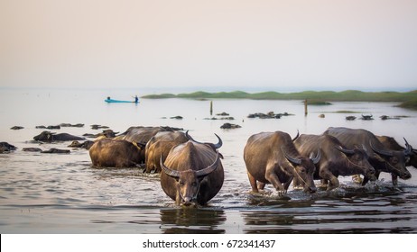 Water Buffalo