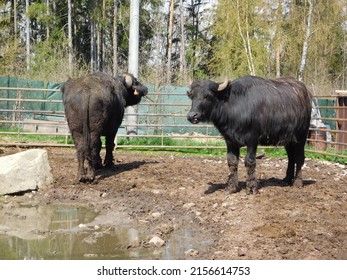 The water buffalo (Bubalus bubalis), also called the domestic water buffalo or Asian water buffalo, is a large bovid originating in the Indian subcontinent and Southeast Asia. Today, it is also found 