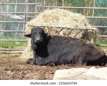 The water buffalo (Bubalus bubalis), also called the domestic water buffalo or Asian water buffalo, is a large bovid originating in the Indian subcontinent and Southeast Asia. Today, it is also found 
