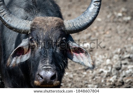 The water buffalo (Bubalus bubalis), also called domestic water buffalo or Asian water buffalo is a large bovid originating in the Indian subcontinent, Southeast Asia, and China.