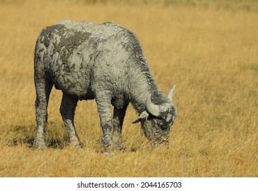 Water Buffalo (Bubalus Bubalis) In The Kiskunság National Park, Hungary