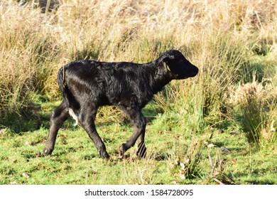 Water Buffalo Calf In Nature Reserve