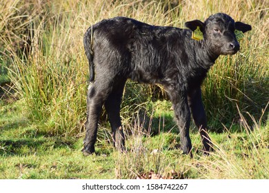 Water Buffalo Calf In Nature Reserve