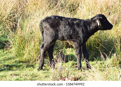 Water Buffalo Calf In Nature Reserve