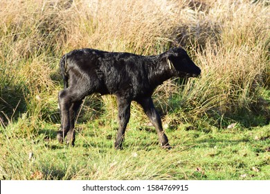 Water Buffalo Calf In Nature Reserve