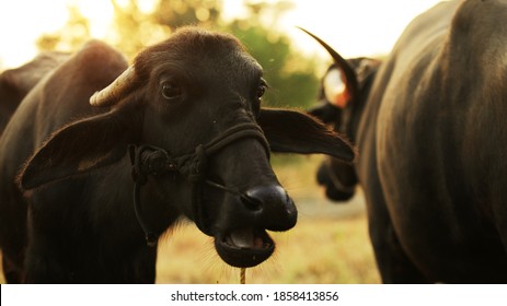 A Water Buffalo Calf Ruminating