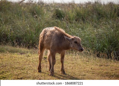 Water Buffalo Calf In Wilpattu NP