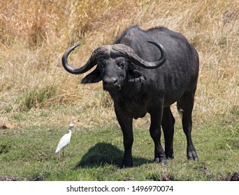 Water Buffalo And Cattle Egret In Moremi National Park Botswana