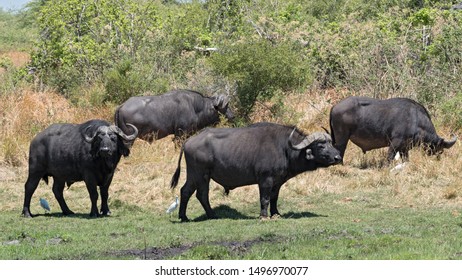 Water Buffalo And Cattle Egret In Moremi National Park Botswana