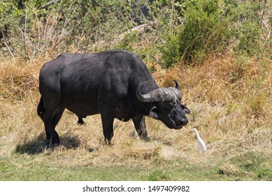  Water Buffalo And Cattle Egret In Moremi Park, Botswana