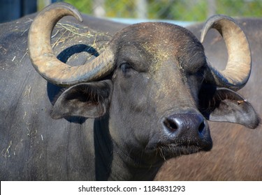 The water buffalo or domestic Asian water buffalo in water.