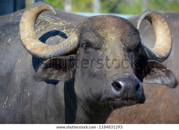 The water buffalo or domestic Asian water buffalo\
in water.