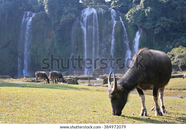 Water buffalo eating grass on the\
field near Ban Gioc waterfall in north of Vietnam. The main of Ban\
Gioc is divided by two parts for Vietnam and\
China.