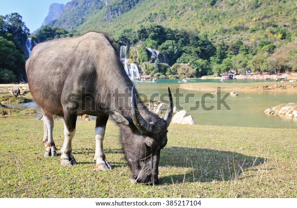 Water buffalo eating grass on the\
field near Ban Gioc waterfall in north of Vietnam. The main of Ban\
Gioc is divided by two parts for Vietnam and\
China.