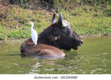 Water Buffalo With Egret In Uganda