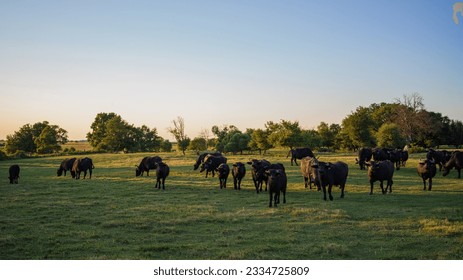 Water buffalo in a farm in west Hungary