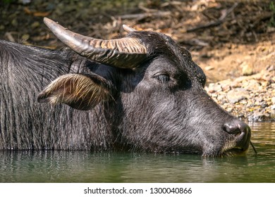 806 Philippine water buffalo Images, Stock Photos & Vectors | Shutterstock