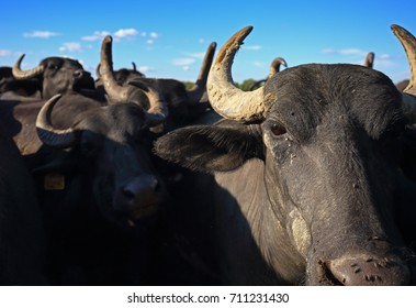 Water buffalo herd in close