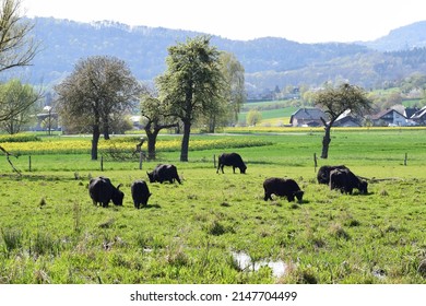 Water Buffalo Herd In The Eifel