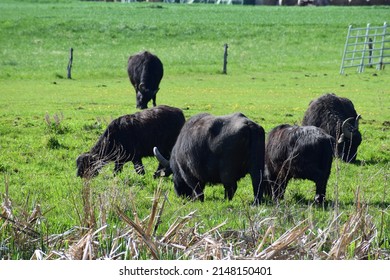 Water Buffalo Herd In The Eifel