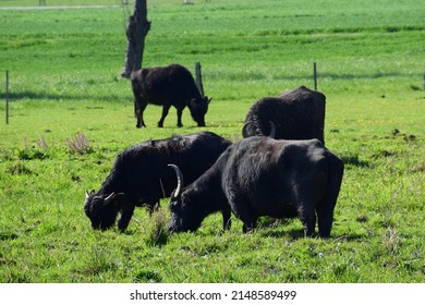 Water Buffalo Herd In The Eifel