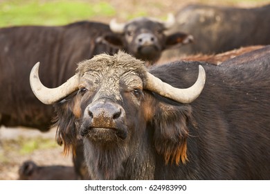 Water Buffalo In Herd Facing Camera