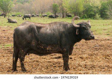 Water Buffalo Herd  Grazing In Country Farm