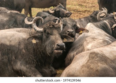 Water Buffalo Herd  Grazing In Country Farm