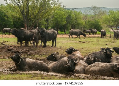 Water Buffalo Herd  Grazing In Country Farm