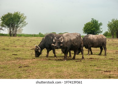 Water Buffalo Herd  Grazing In Country Farm