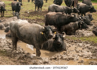 Water Buffalo Herd  Grazing In Country Farm