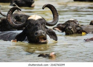 Water Buffalo Herd In Water, Rural Sri Lanka