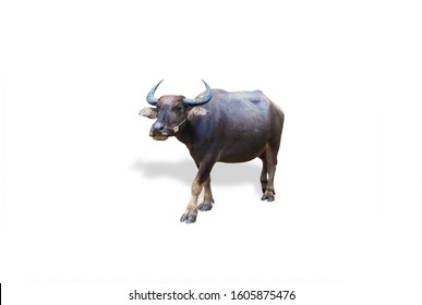 A Water Buffalo Isolated On White Background