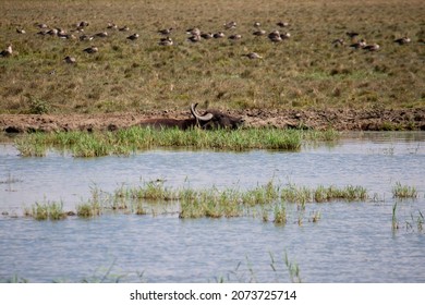 Water Buffalo Laying In The Swamp Holding His Head Out. Big Mammal Relaxing In A Fishery Lake At Hortobágy, Hungary With Lots Of Wild Ducks In The Background