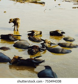 Water Buffalo Relaxing Near Metinaro, Timor Leste.