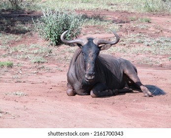 Water Buffalo Seen On Safari In South Africa 