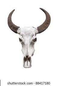 Water buffalo skull, isolated