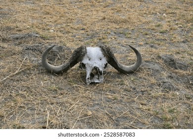 Water Buffalo skull on ground on savanna in Africa
