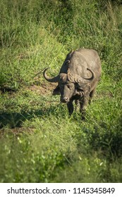 Water Buffalo South Africa