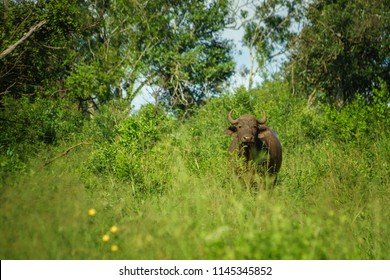 Water Buffalo South Africa