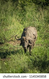 Water Buffalo South Africa