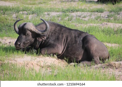 Water buffalo in South Africa