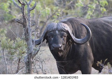 Water Buffalo - South Africa