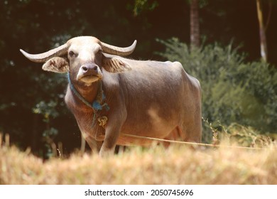 Water Buffalo Sri Lanka.  They Are Massive In Stature Sometimes Six Feet Tall At The Shoulders